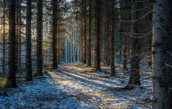 Forest, snow, Finland, Finland, Savonlinna