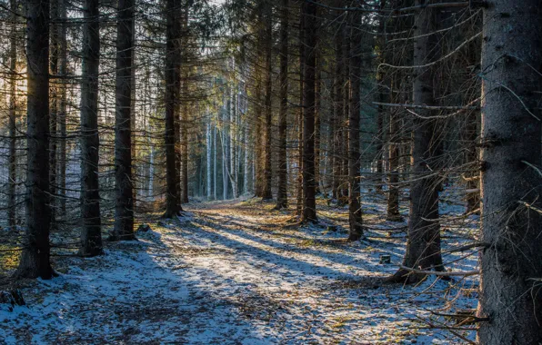 Picture forest, snow, Finland, Finland, Savonlinna