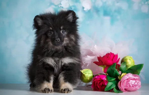 Picture flowers, background, animal, puppy