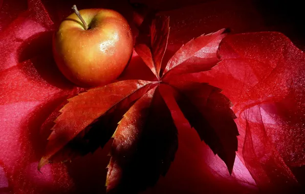 Red, sheet, apple, Apple, fruit, red, still life