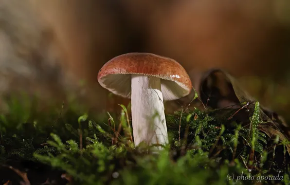 Macro, mushroom, moss