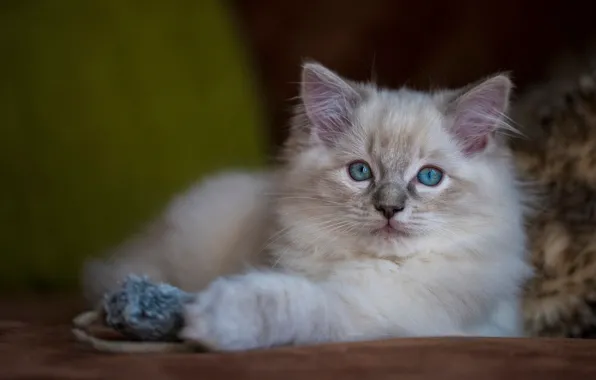 Picture cat, background, toy, fluffy, mouse, lies, kitty, blue-eyed