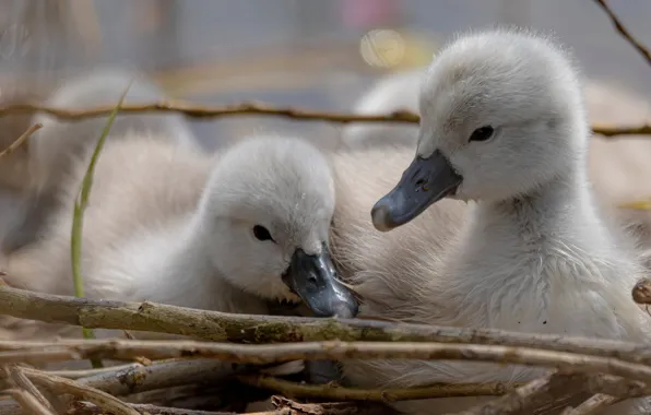 Pair, swans, Chicks, lebdyata