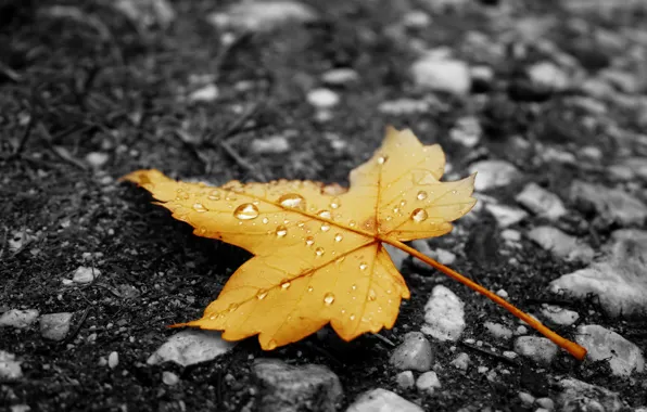 Picture autumn, asphalt, sheet, droplets, yellow, rain