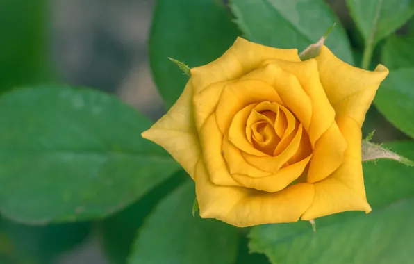 Picture leaves, rose, petals, yellow