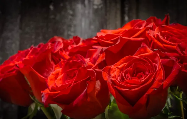 Macro, roses, bouquet, buds