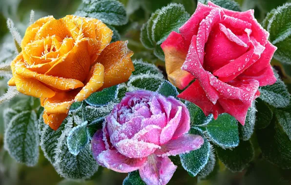 Picture winter, frost, snow, Roses