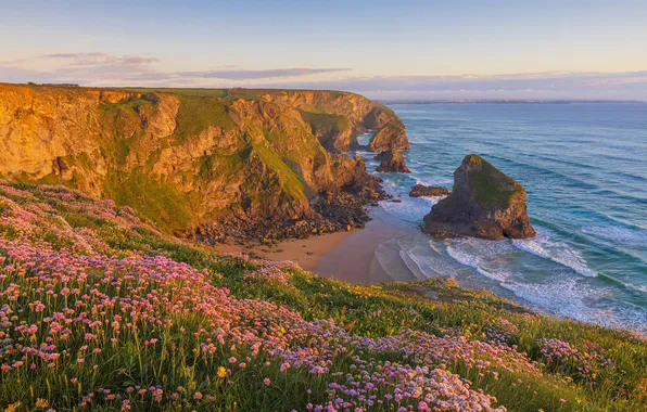 Sea, flowers, rocks, shore, coast, view, dal, morning