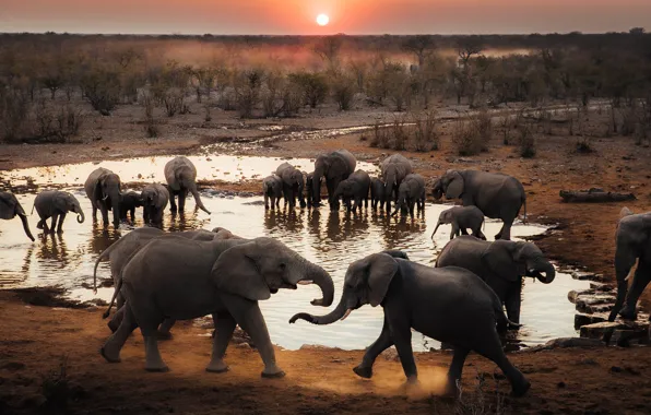 Elephant, pack, elephants, a lot