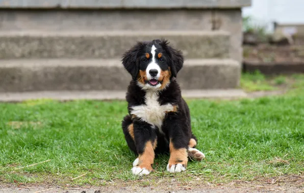 Grass, pose, background, dog, baby, puppy, face, sitting