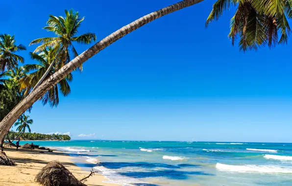 Sand, sea, beach, the sun, palm trees, shore, summer, beach