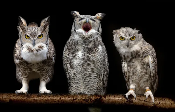 Owls, black background, Trinity