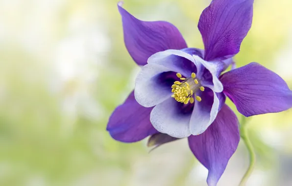 Flowers, petals, middle, Columbine