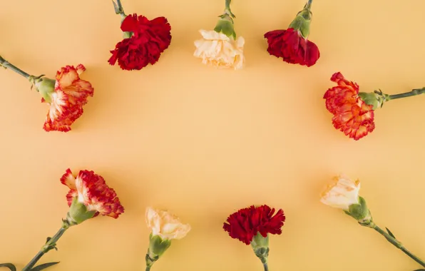 Background, Flowers, clove