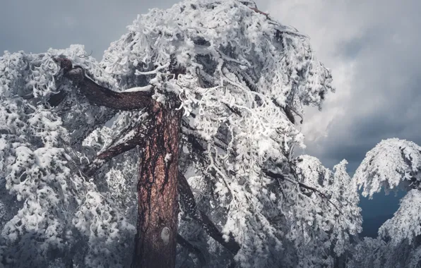 Winter, frost, the sky, snow, clouds, nature, tree, branch
