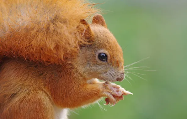 Portrait, protein, tail, red, face, meal