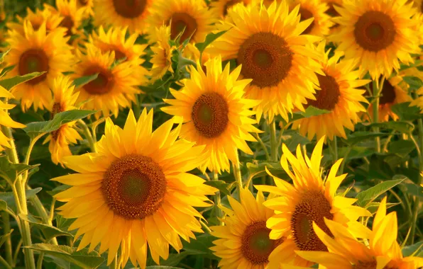 Greens, sunflowers, flowers, a lot, yellow