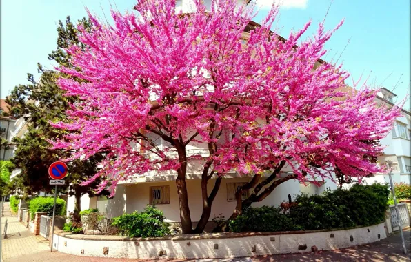 Trees, the city, street, France, building, spring, flowering, France