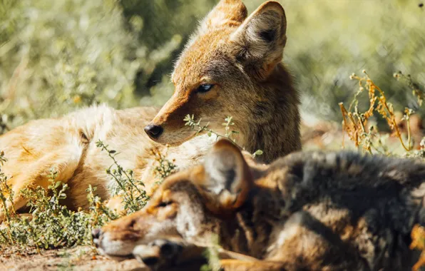 Grass, look, face, light, stay, lie, bokeh, coyote