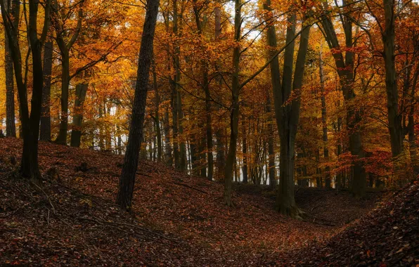 Autumn, forest, trees, branches, nature, trunks, foliage, slope