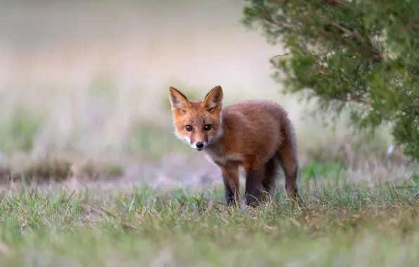 Picture grass, look, branches, nature, pose, glade, Fox, is