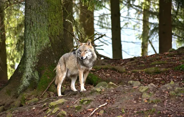 Nature, snow, predator, face, animal, wolf, wildlife, portrait