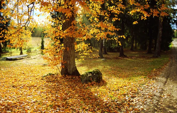 Leaves, trees, nature, Park, photo, Autumn, path