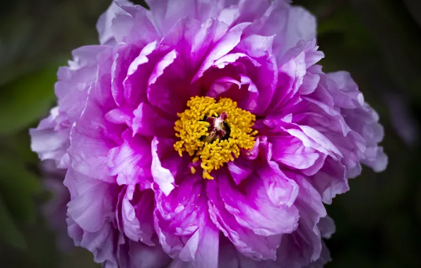 Macro, pink, petals, peony