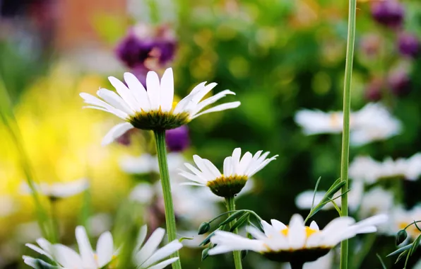 Picture summer, chamomile, beauty