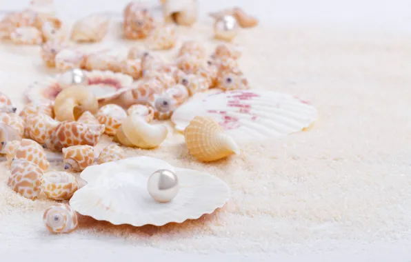 Sand, shell, sand, marine, still life, pearl, seashells, perl