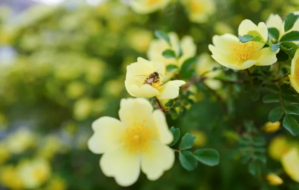 Picture leaves, flowers, branches, yellow, nature, bee, background, garden