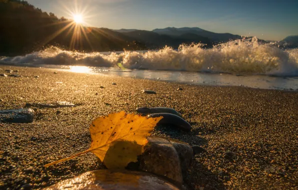 Picture Teletskoye lake, Altai reserve, shore, Siberia, leaves