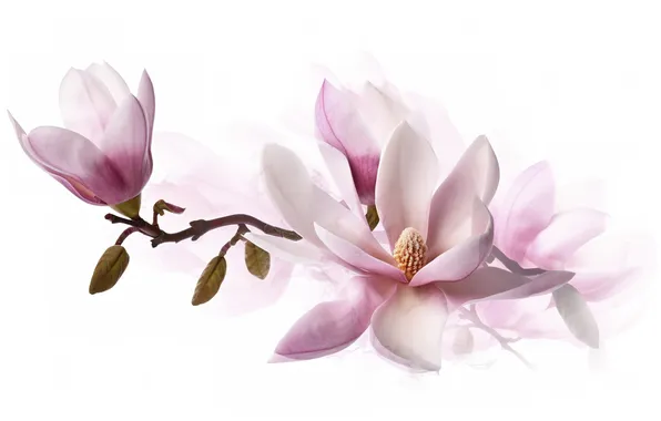 Flowers, branch, texture, spring, white background, pink, flowering, Magnolia