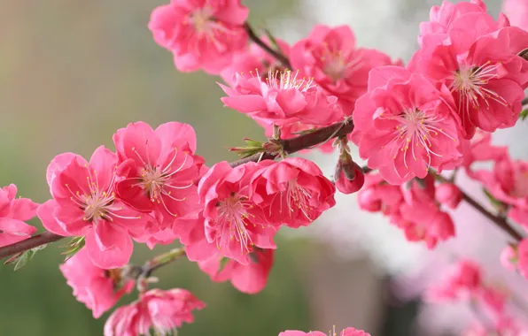 Branches, spring, garden, peaches, flowering
