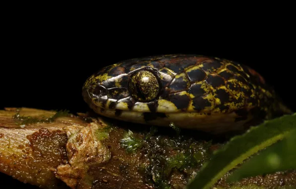 Picture look, macro, branches, leaf, portrait, snake, black background, reptile