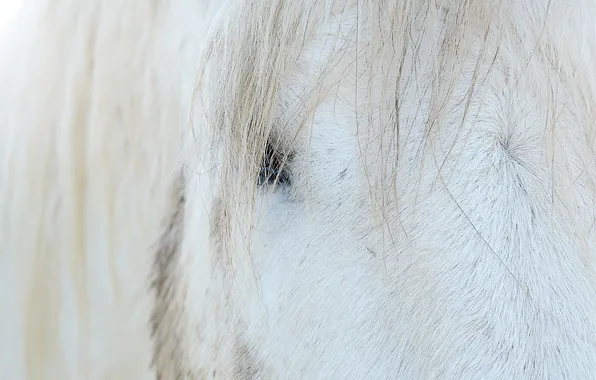 Face, macro, horse