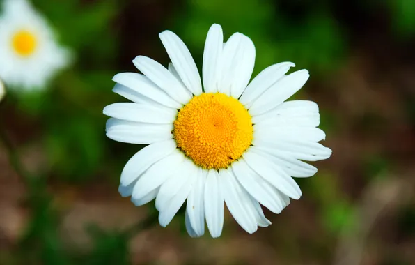 Macro, flowers, chamomile