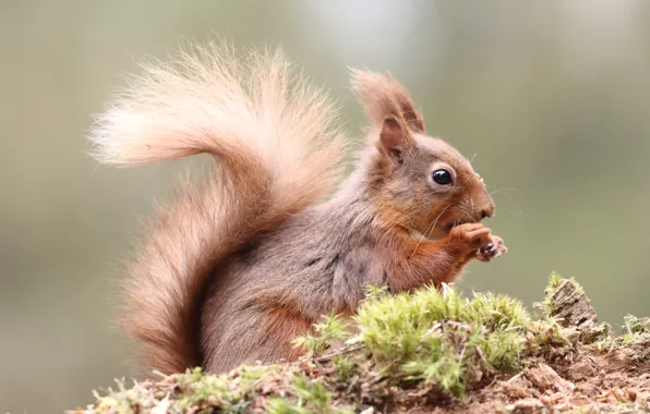 Picture pose, background, moss, protein, profile, rodent