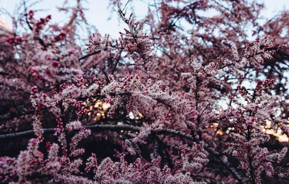 Flowers, Nature, Leaves, Plant, Garden, Branch, Branches, Plants