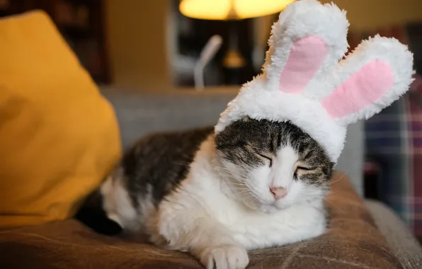 Cat, cat, face, portrait, Bunny, ears, Bunny ears