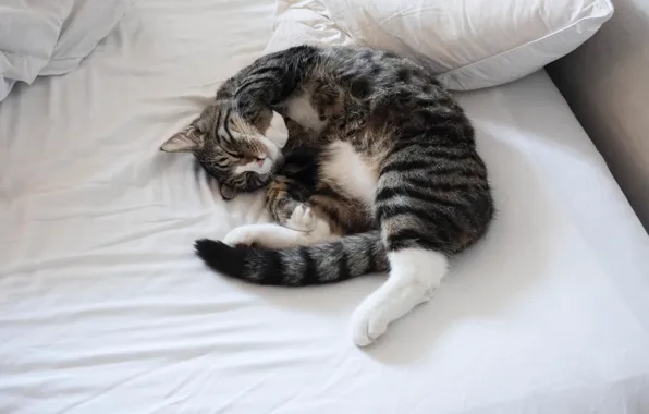 Cat, bed, sleeping