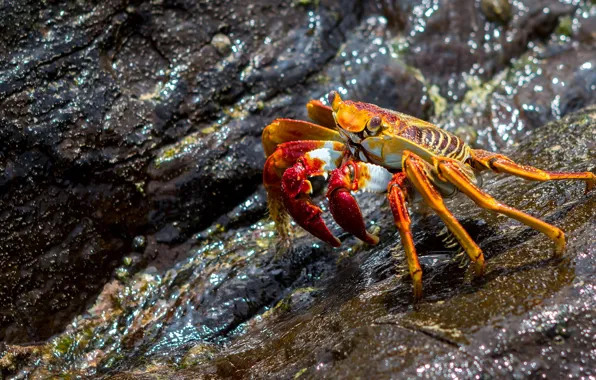 Picture water, light, orange, the dark background, stones, shore, Shine, crab
