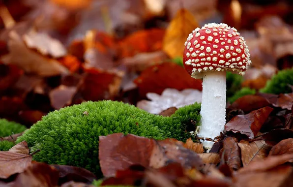 Picture FOREST, RED, LEAVES, MOSS, HAT, AUTUMN, FOLIAGE, PRIRODNIM