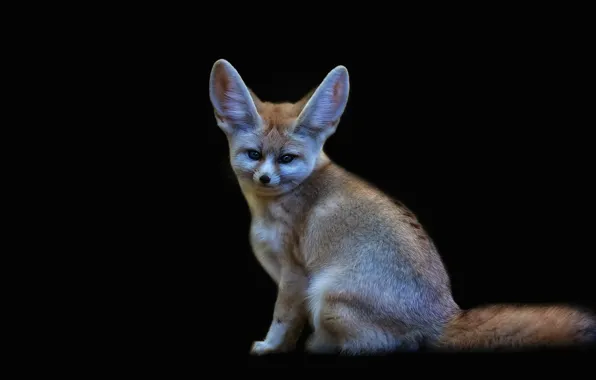 Look, pose, Fox, black background, sitting, Fenech, Fenech