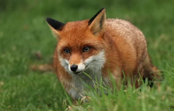 Picture grass, look, face, Fox, walk, Fox