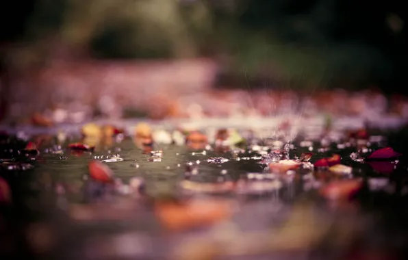 Autumn, leaves, water, drops, macro, squirt, Park, puddles