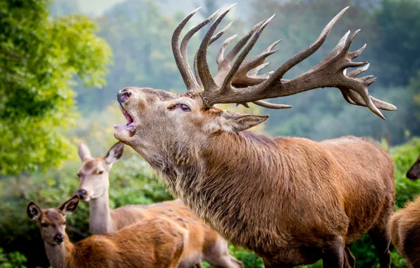 Picture deer, horns, the leader