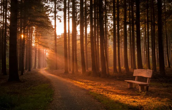 Picture road, light, Park, morning, bench