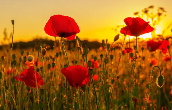 Field, light, sunset, Maki