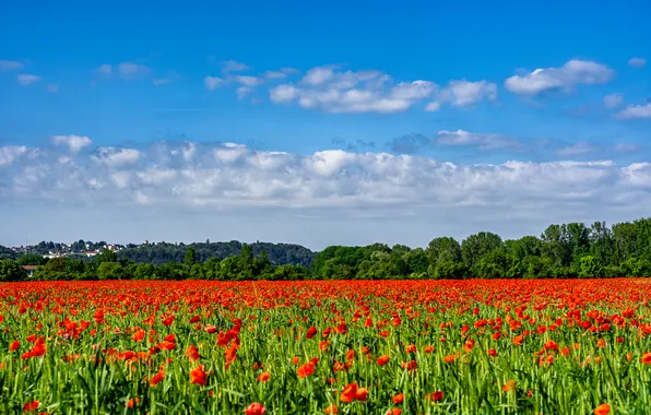 Greens, field, forest, summer, the sky, clouds, landscape, flowers